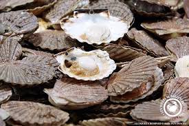 Www Viviers Banastere Com Bretagne Morbihan Frais Coquilles Coquillages Crustaces Poissonnerie Poissonnerie Huitres Crustaces