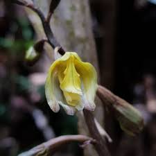 Image result for Gastrodia ballii