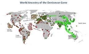The researchers speculate there must be a. Denisovan Alchetron The Free Social Encyclopedia