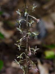 Image result for Cynanchum praecox