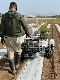 全自動野菜移植機でスイートコーン！ | Amoni