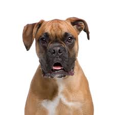 Boxer Puppies Petland Knoxville