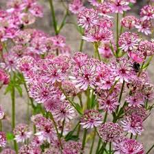 Image result for Astrantia major `Roma`