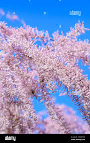 Image result for Strombosiopsis tetrandra