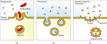 Active Transport Biology I