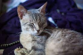 We are also proud of our free tools including a pet meme generator and a pet name generator. Unique Fitting Funny Names For Grey Cats Male Female