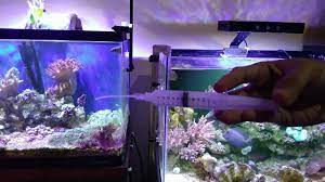 Semoga artikel ini bermanfaat, terimakasih. Perawatan Aquarium Air Laut Harian Youtube