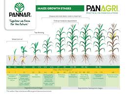 Pannar Seed