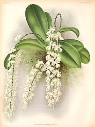 Image result for Aerangis splendida