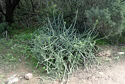Image result for Kleinia schweinfurthii