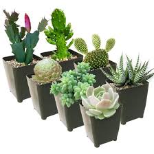 Comments for is coffee good for plants? How To Keep Your Pets Away From Your Succulents Succulents Box