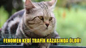 Fenomen Kedi Trafik Kazasinda Oldu Haber Kibris