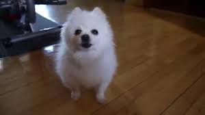 Gabe The Dog Bork Remixes Know Your Meme