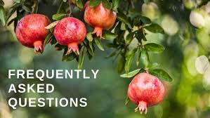 Frequently Asked Questions