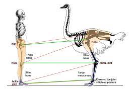 Can an ostrich run faster than a car? Birds On The Run What Makes Ostriches So Fast Www Scienceinschool Org