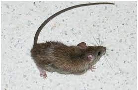 Get connected with the best dog walkers in pittsburg, ca with wag!. Domestic Rodents Vector Control Services