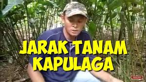 Lebihkan pasir dari tanah dengan nisbah 2:1 *pasir = 2 bahagian campur tanah berkebun = 1 bahagian. Operasi Penaburan Jarak Dan Penipisan Yang Betul Maklumat 2021