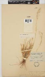 Image result for Hermbstaedtia linearis