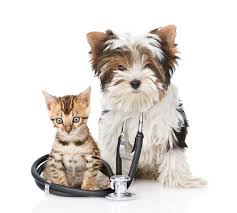 Try not to laugh challenge 😽 cat vs dog 🐶 who win. Wycliff Veterinary Llc Veterinarian In Overland Park Ks Usa Home Wycliff Animal Clinic Veterinarian In Overland Park Ks Us