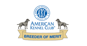 The labrador breed only goes back about 250 years, originating from the tip of newfoundland in st. Cougar Mountain Labs Puppies And Labradors For Sale