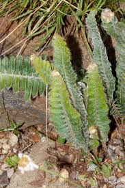 Image result for Pleopeltis macrocarpa