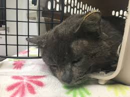 Book now at black cat in longmont, co. Animal Shelters Team Up To Address Spokane S Feral Cat Population Thanks To 50k Aspca Grant The Spokesman Review