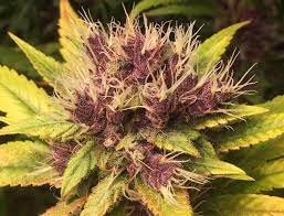 Is Colorful Marijuana Really More Potent Karing Kind Boulder Co