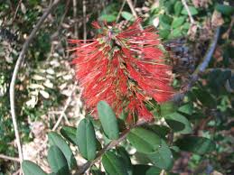 Image result for Melaleuca hypericifolia