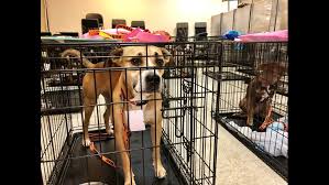 There are 180 pet friendly hotels in austin, tx. Austin Pets Alive Helps Humane Society Of Southeast Texas In Wake Of Tropical Storm Imelda Kvue Com