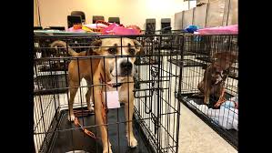 141.12 foster a pet with austin animal shelter | things to do in austin, texas. Austin Pets Alive Helps Humane Society Of Southeast Texas In Wake Of Tropical Storm Imelda Kvue Com