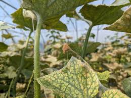 Image result for spider mites on cucumbers