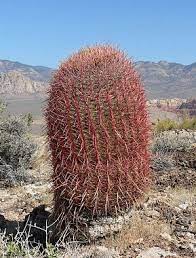 Do not try to push the roots deep into the planting hole or pot. California Barrel Cactus Ferocactus Cylindraceus