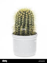 Image result for Cactaceae