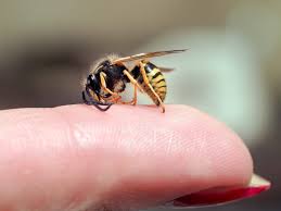 Piqure De Guepe Allergie Gonflement Comment La Soulager En 2020 Piqure De Guepe Allergie Piqure
