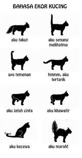 Kucing wallpaper memeluk pasangan wajah lucu keren hd layar. Tempat Stories On Twitter Kucing Lucu Kucing Meme Kucing