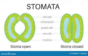 Image result for Stomatostemma