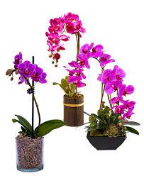 Orchid Flower Exporters Sri Lanka Best Flower Wallpaper