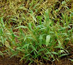 Image result for Urochloa rugulosa