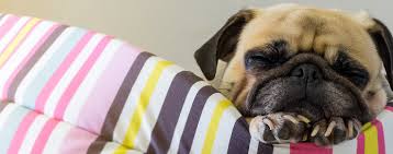 Rapid breathing in dogs may simply be down to excitement or exercise. Why Dogs Breathe Fast When Sleeping Wag