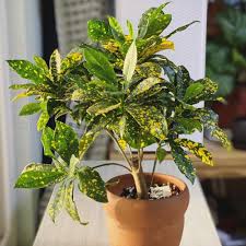 Image result for Croton