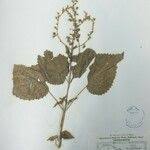 Image result for Equilabium