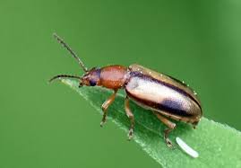 Image result for Chrysocoma obtusata