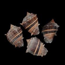 A soak in oxyclean and then a light scrub with a toothbrush or magic eraser might take it off. Conch Shells