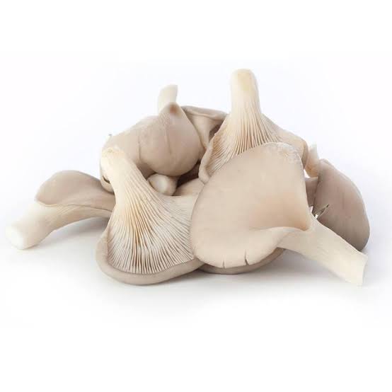 Image result for Grey Oyster Mushrooms