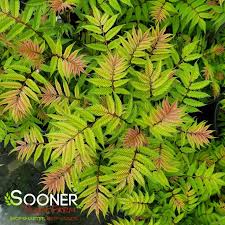 Image result for Sorbaria