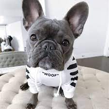 French bulldog clothing, costumes, harnesses, toys, and accessories that are designed to fit your frenchie! French Bulldog Clothes Accessories Frenchiecloset Com
