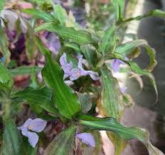 Image result for Coleotrype natalensis