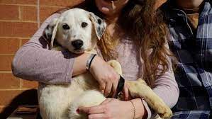 Maybe you would like to learn more about one of these? My Furry Valentine Greater Cincinnati Pet Adoption Event Goes Virtual