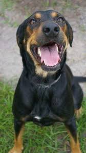 Lift your spirits with funny jokes, trending memes, entertaining gifs, inspiring stories, viral videos, and so much. Pet Of The Week Reilly The Coonhound Doberman Mix