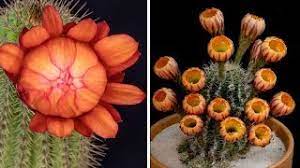 The cactus bowl won't be the only bowl game in the valley: Hypnotic Cactus Flowers Blooming Time Lapse Bored Panda Art Youtube